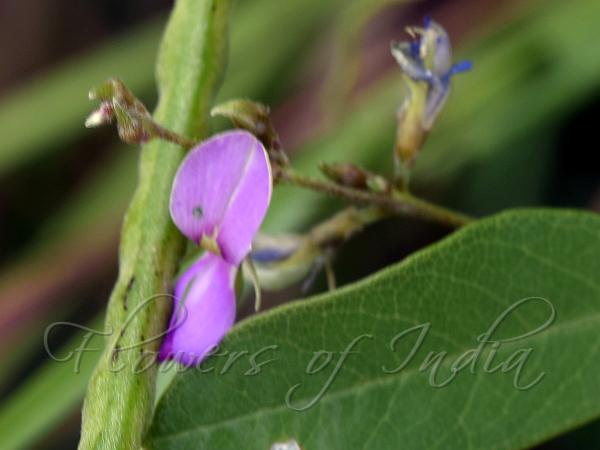 Slender Flowered Milkpea